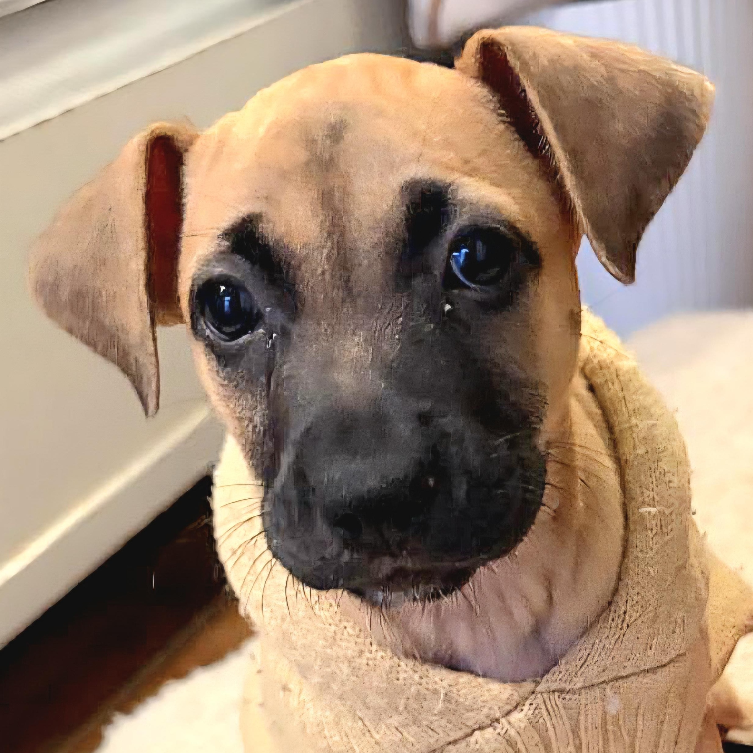 PANINI "In NY: Foster &/or Forever Home Needed!", a Adoptable mixed breed in New York, NY image 2/6