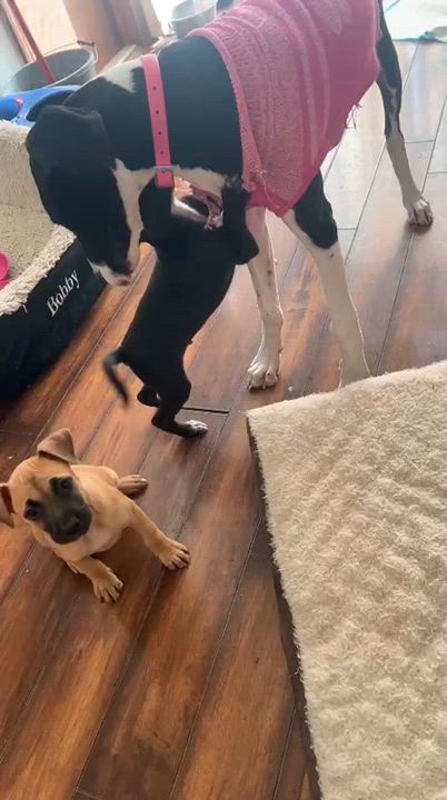 Enlarge PANINI "In NY: Foster &/or Forever Home Needed!", a Adoptable mixed breed in New York, NY video 6/6