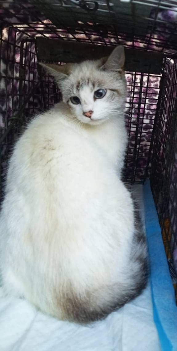 Enlarge Moon Bean URGENT - FOSTER NEEDED!, a Adoptable mixed breed in Cookeville, TN image 1/2