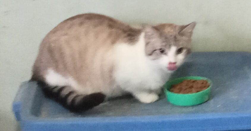 Enlarge Moon Bean URGENT - FOSTER NEEDED!, a Adoptable mixed breed in Cookeville, TN image 2/2