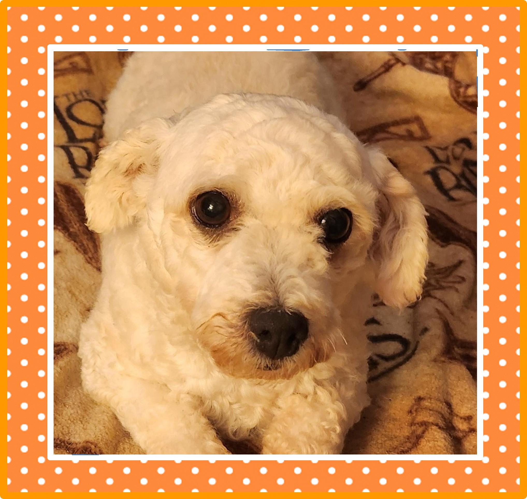 Enlarge Moxley, a Adopted Bichon Frise in Iowa City, IA image 1/2
