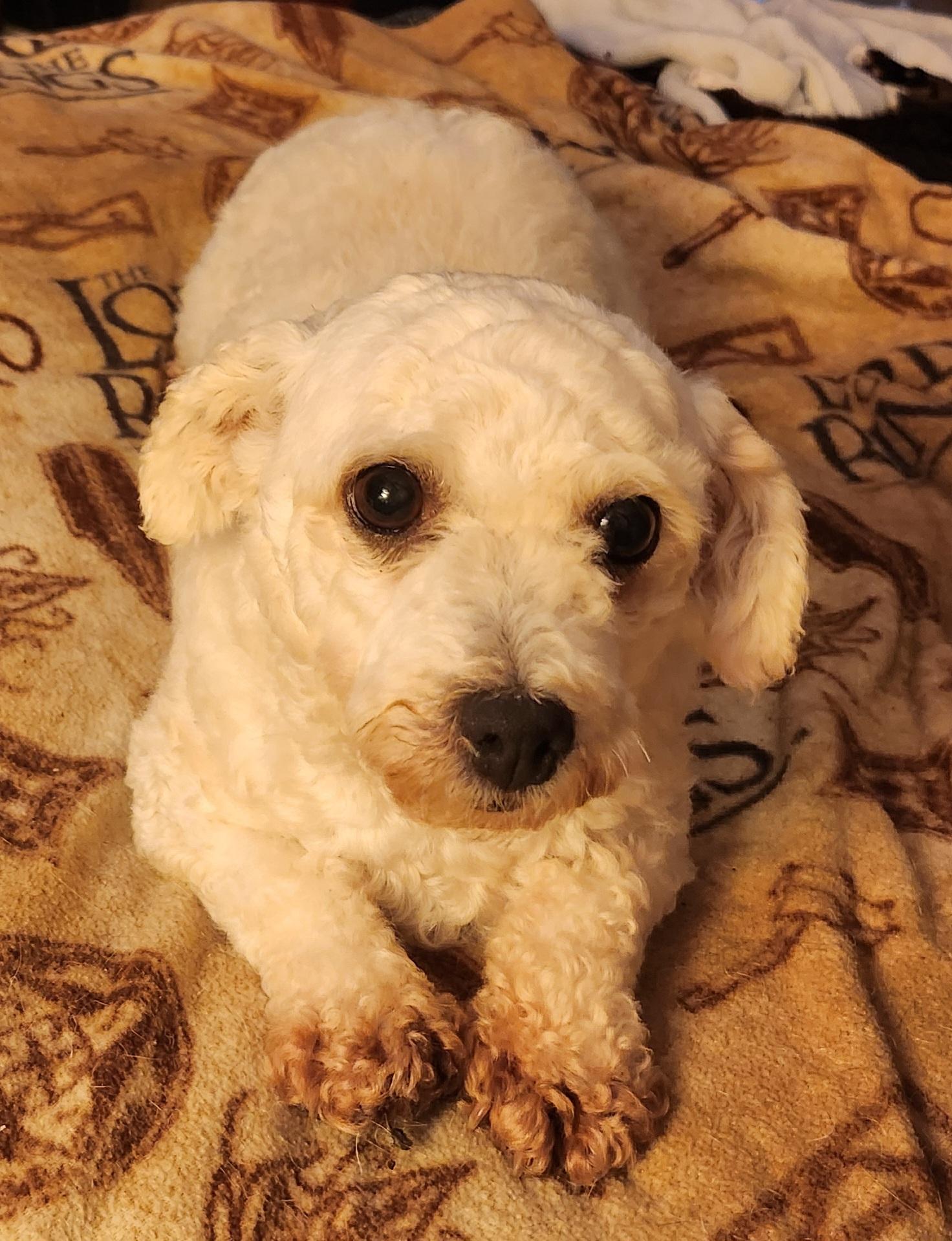 Enlarge Moxley, a Adopted Bichon Frise in Iowa City, IA image 2/2