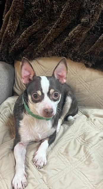 Tonic, Adoptable, Adult Male Chihuahua.