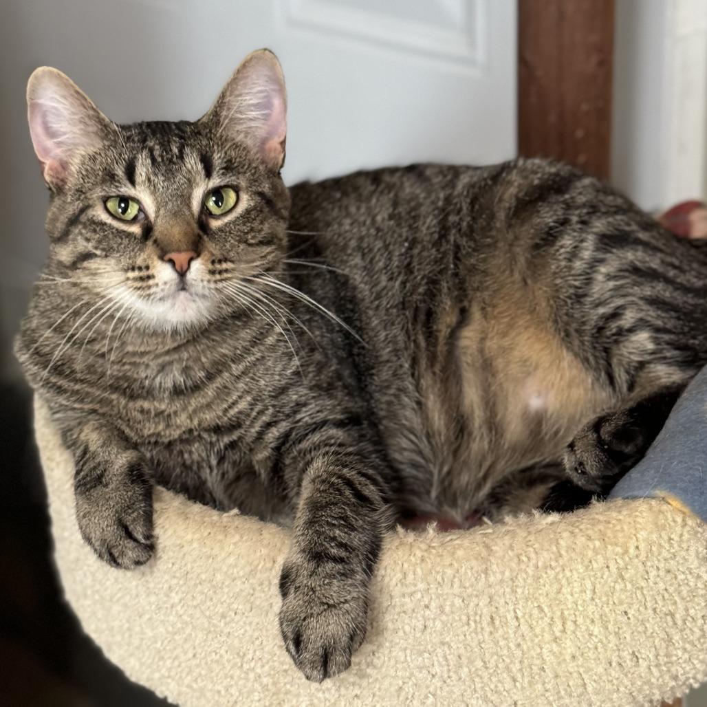 Jewel, Adoptable, Adult Female Domestic Short Hair.