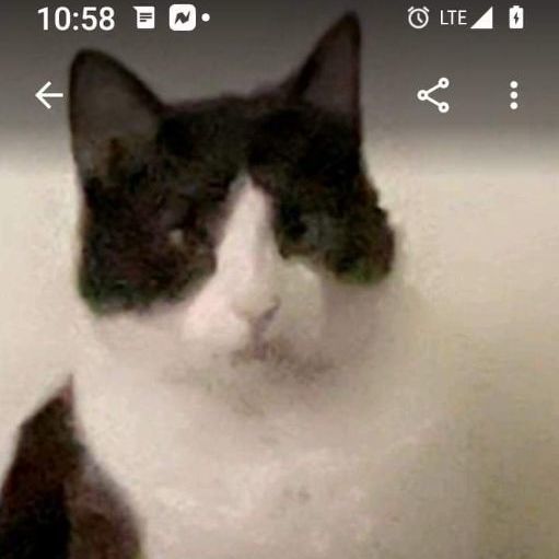 Wilbur, Adopted, Adult Male Domestic Short Hair.