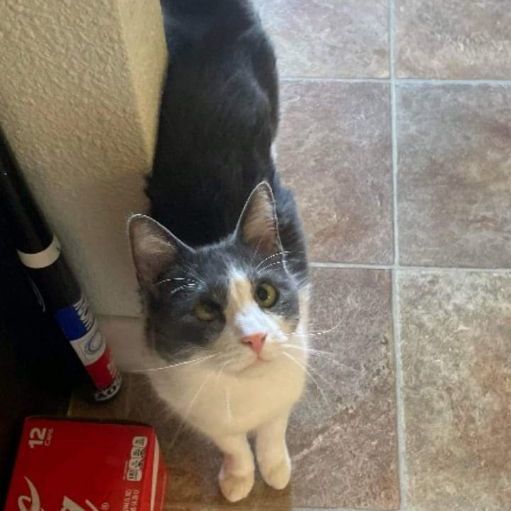 Wilbur, a Adopted Domestic Short Hair in Joshua Tree , CA image 2/2