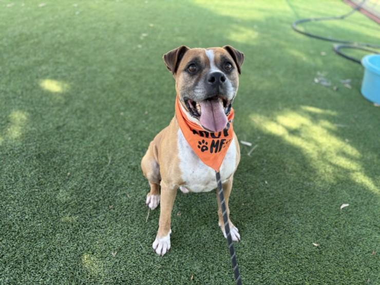 MIKEY, Adoptable, Young Male Boxer.