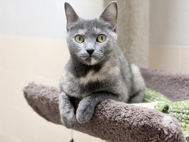 Enlarge COSITA, a Adoptable Domestic Short Hair in Ames, IA image 1/1