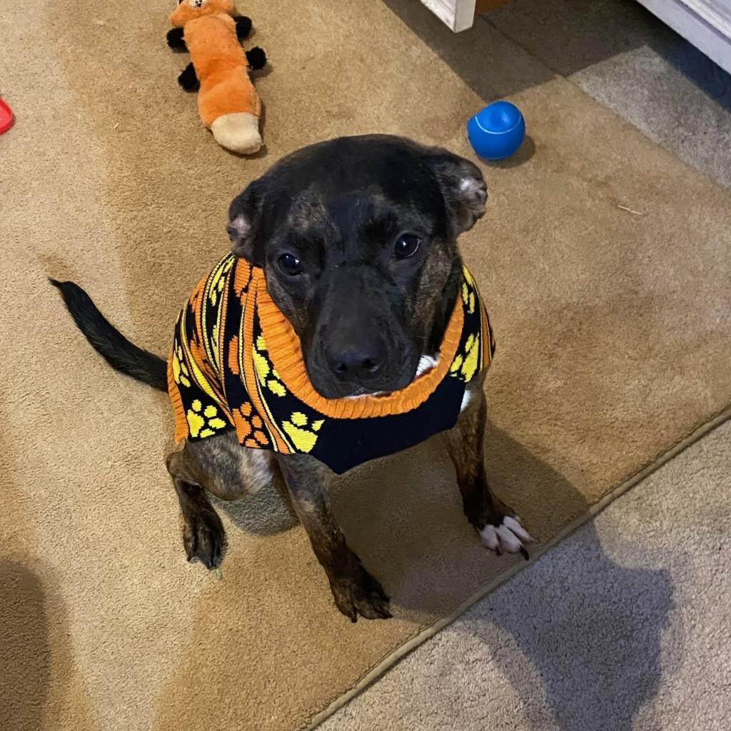 Sarah 03-2782, Adoptable, Adult Female Pit Bull Terrier.