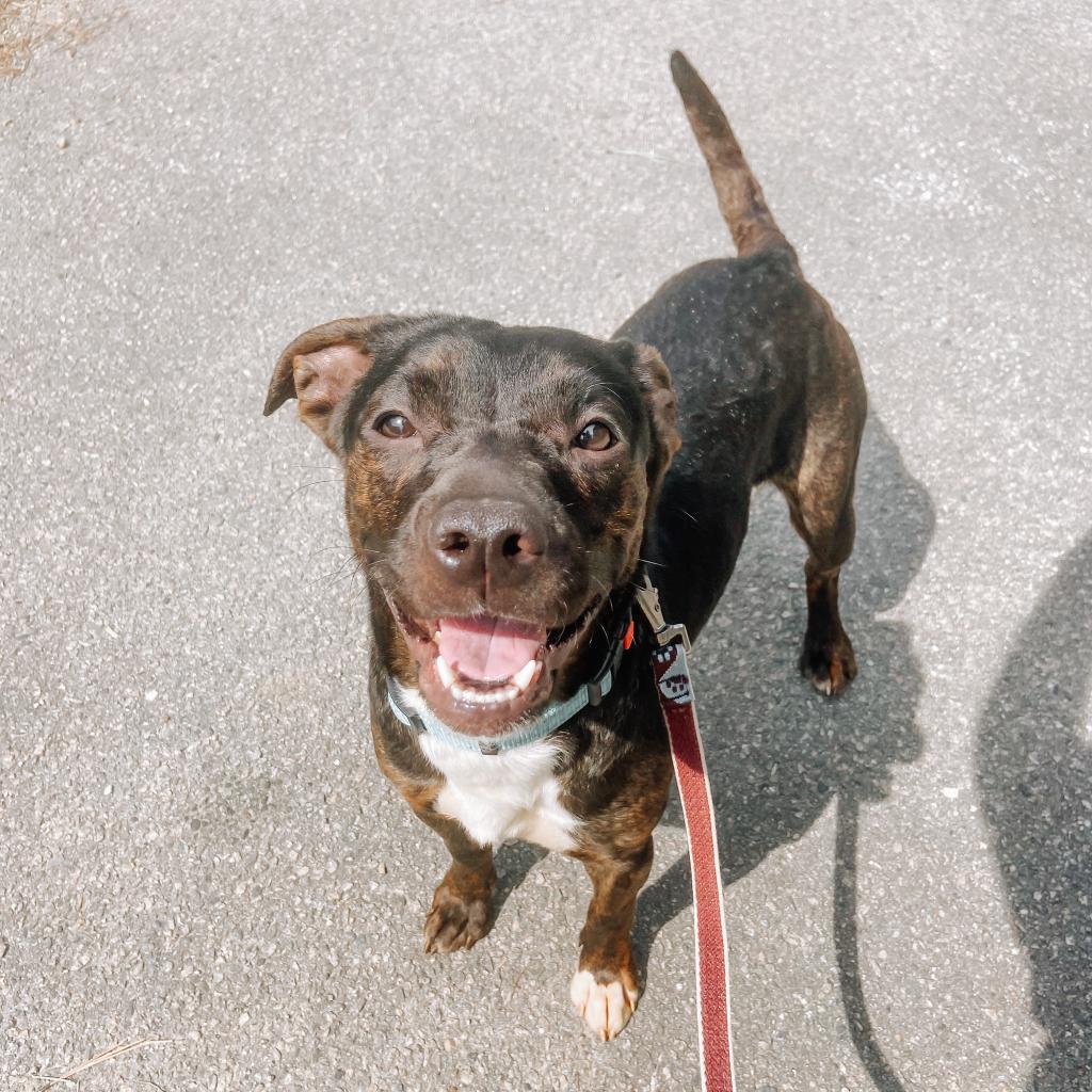 Enlarge Sarah 03-2782, a Adoptable Pit Bull Terrier in Tyrone, GA image 2/6
