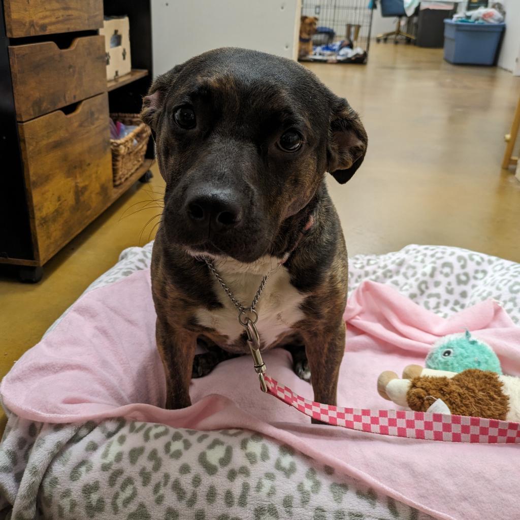 Enlarge Sarah 03-2782, a Adoptable Pit Bull Terrier in Tyrone, GA image 3/6