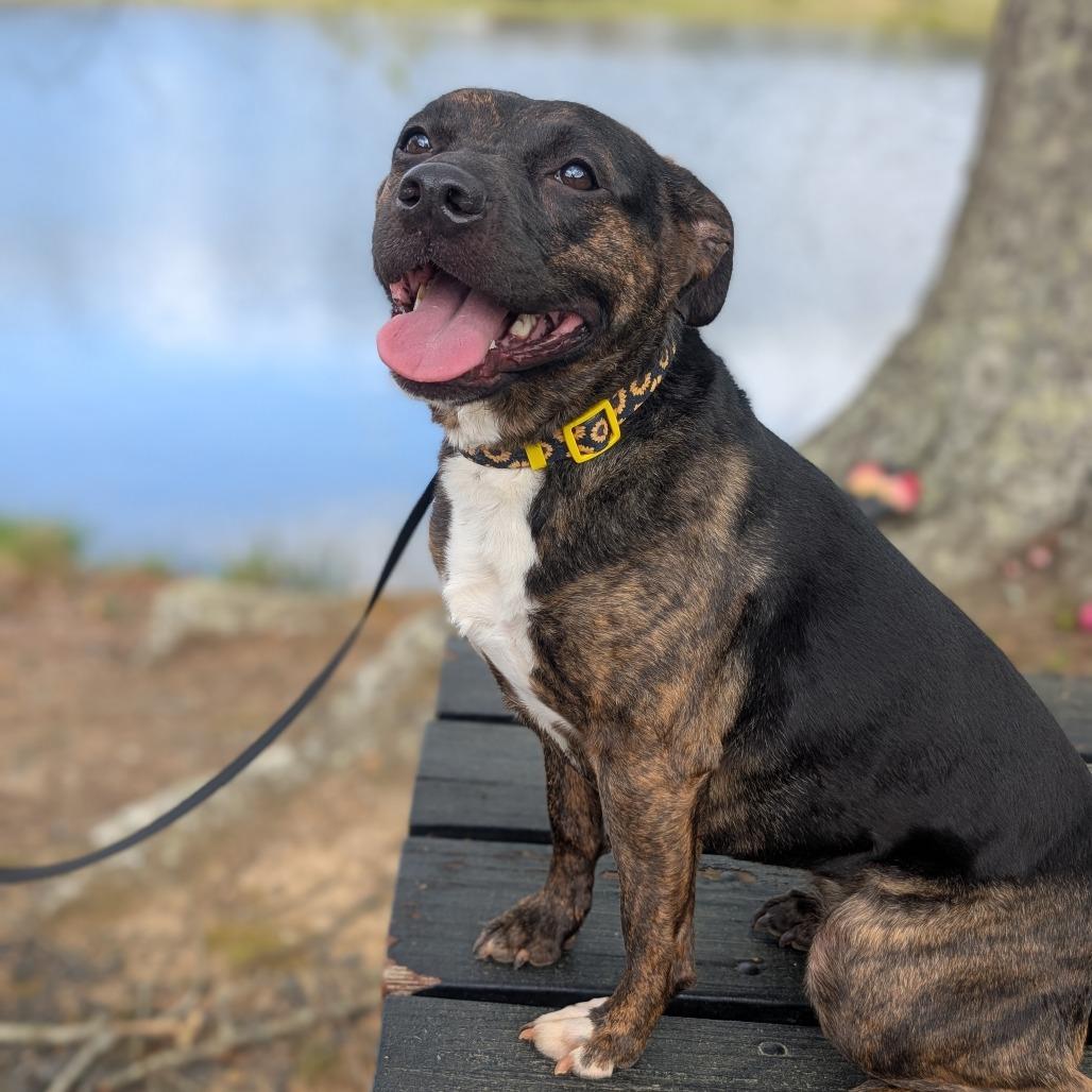 Enlarge Sarah 03-2782, a Adoptable Pit Bull Terrier in Tyrone, GA image 6/6