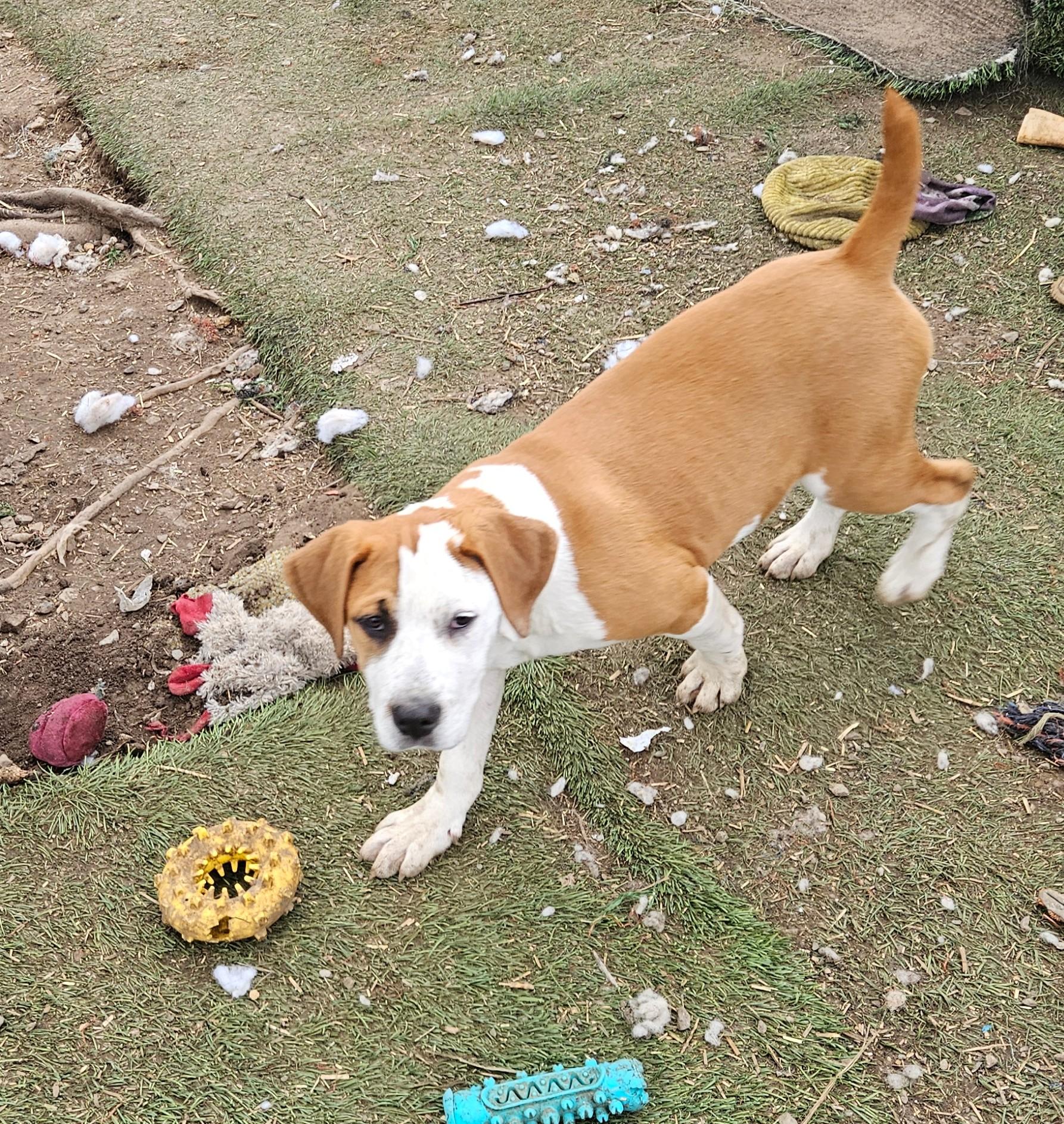 Enlarge Frankie Farkle, a ADOPTABLE mixed breed in Woburn, MA image 5/6