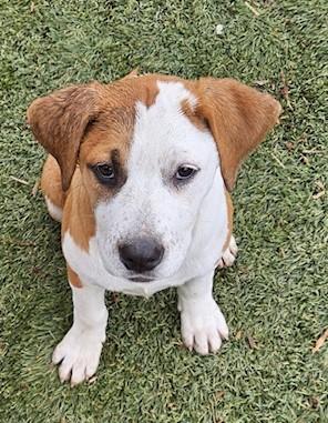 Enlarge Frankie Farkle, a ADOPTABLE mixed breed in Woburn, MA image 1/6