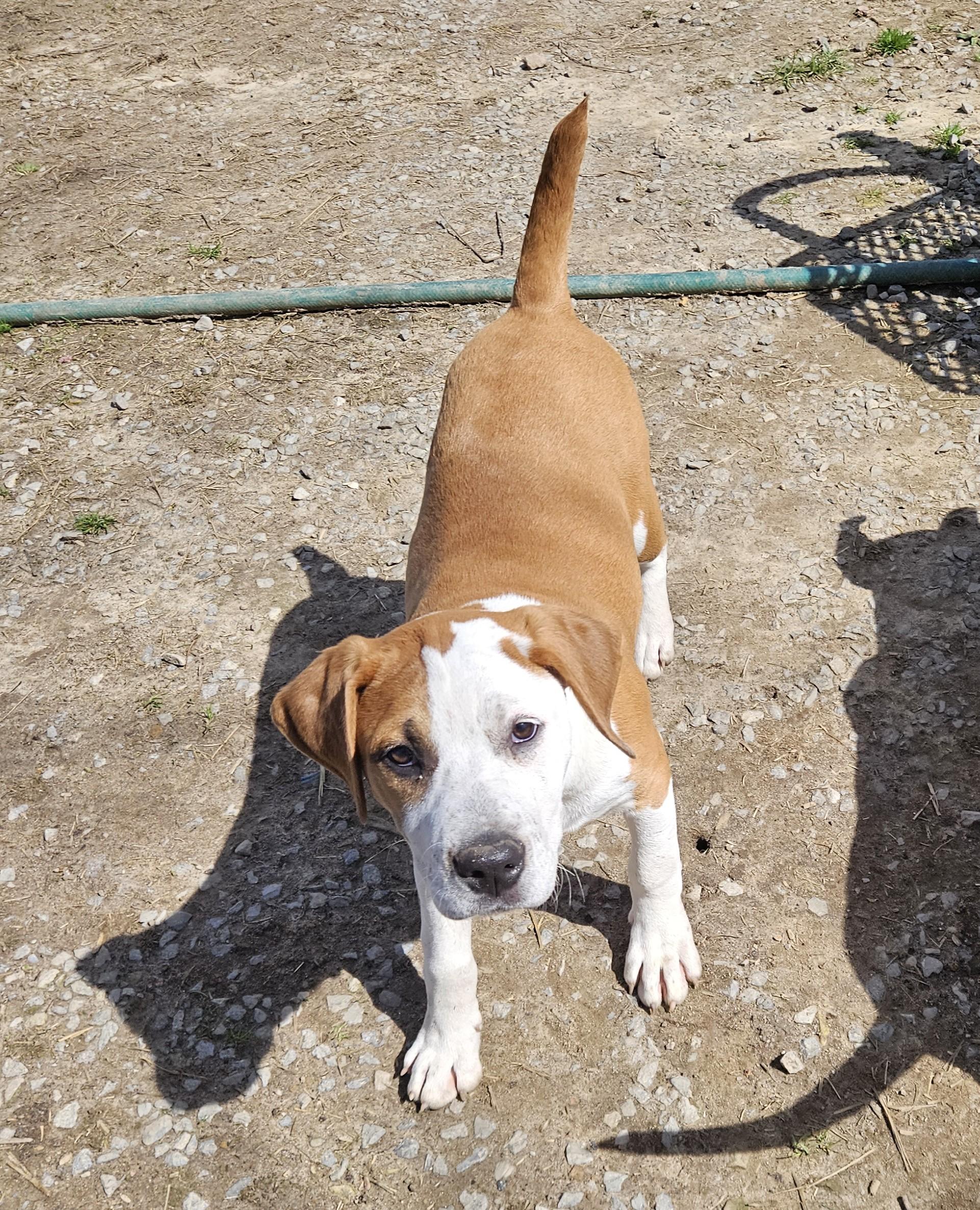 Enlarge Frankie Farkle, a ADOPTABLE mixed breed in Woburn, MA image 6/6