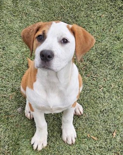 Enlarge Frankie Farkle, a ADOPTABLE mixed breed in Woburn, MA image 2/6