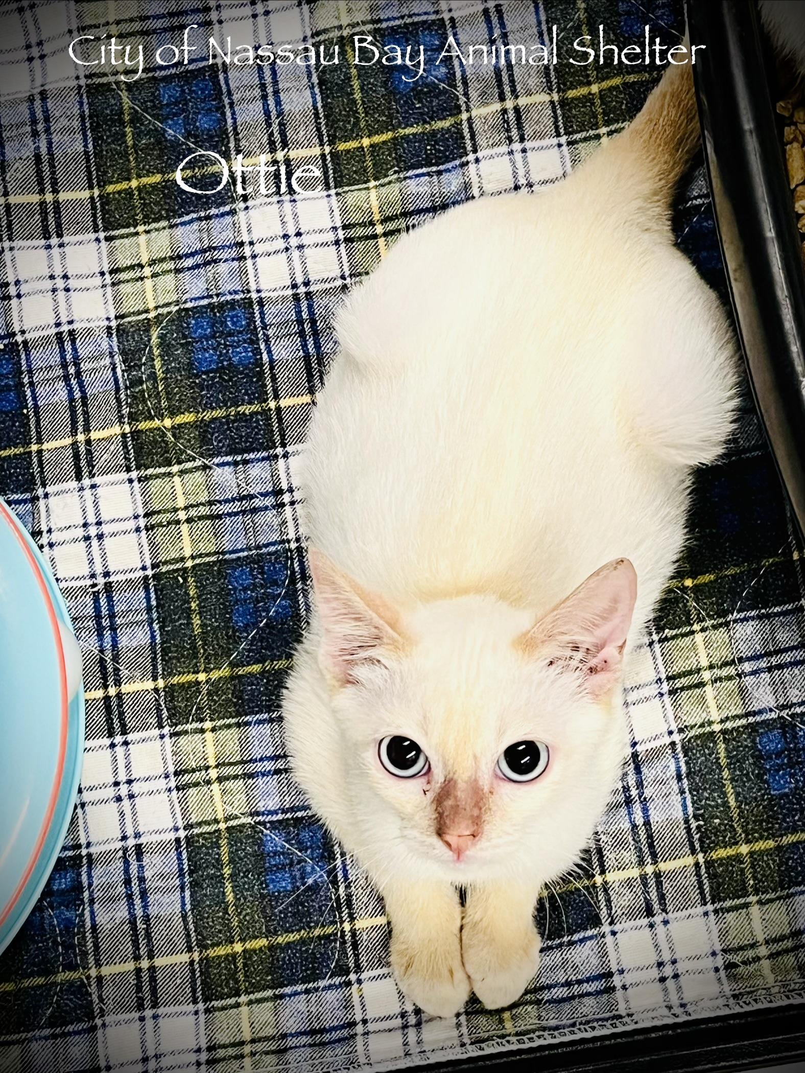 Enlarge F36-26 Ottie, a ADOPTABLE Domestic Short Hair in Nassau Bay, TX image 1/2