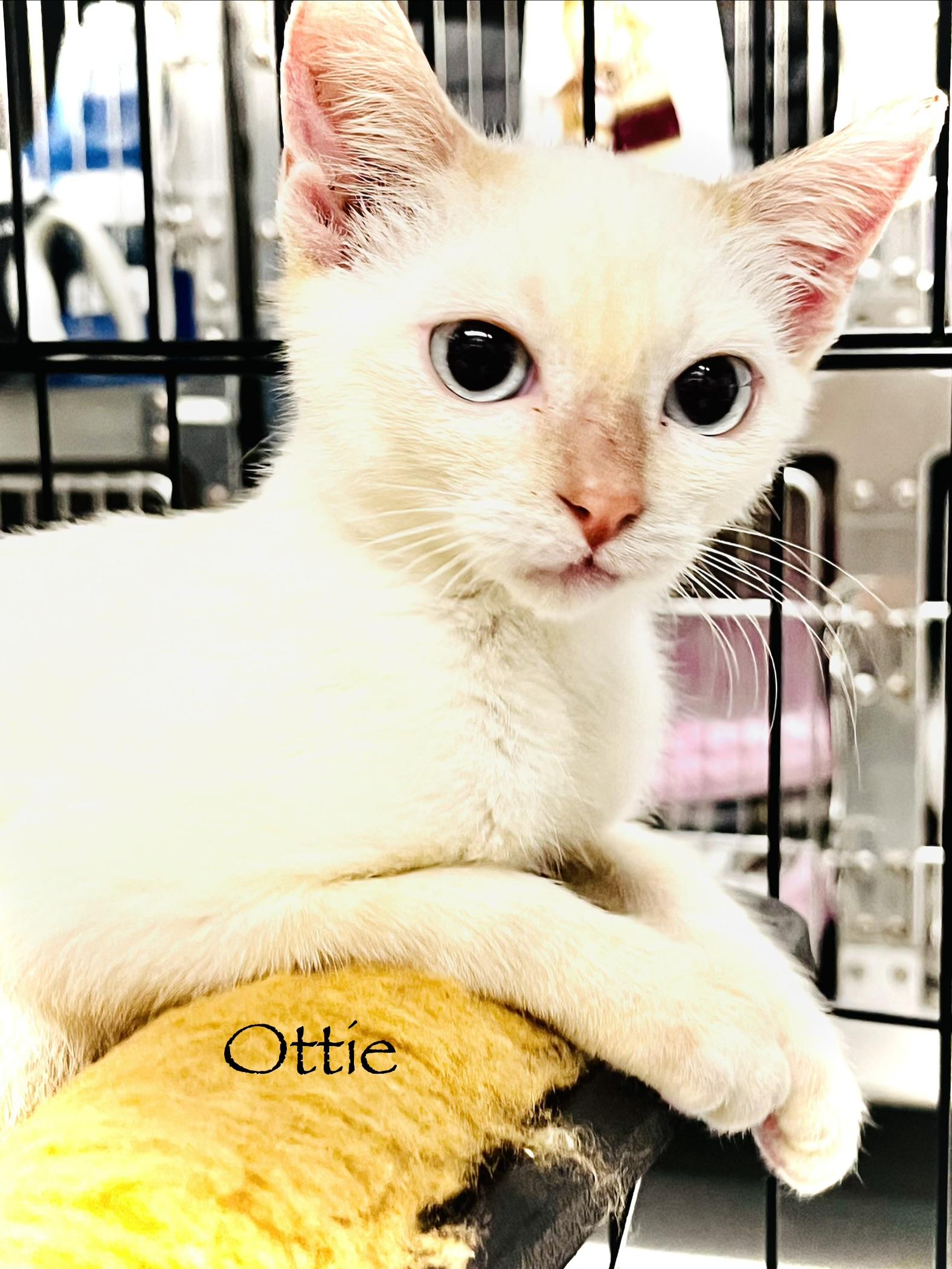 Enlarge F36-26 Ottie, a ADOPTABLE Domestic Short Hair in Nassau Bay, TX image 2/2