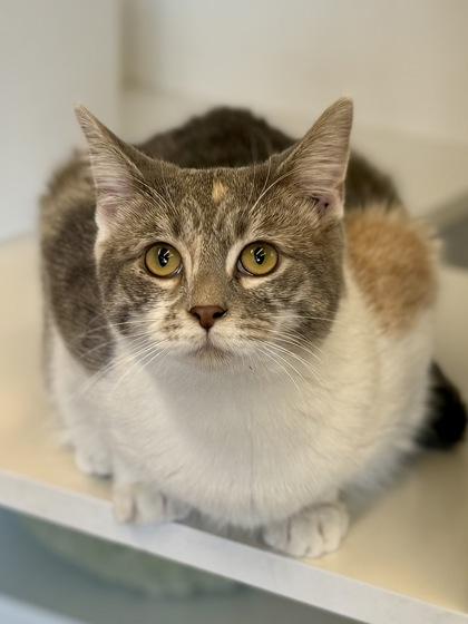 Fawn, a ADOPTABLE Dilute Calico in Downers Grove, IL image 3/3