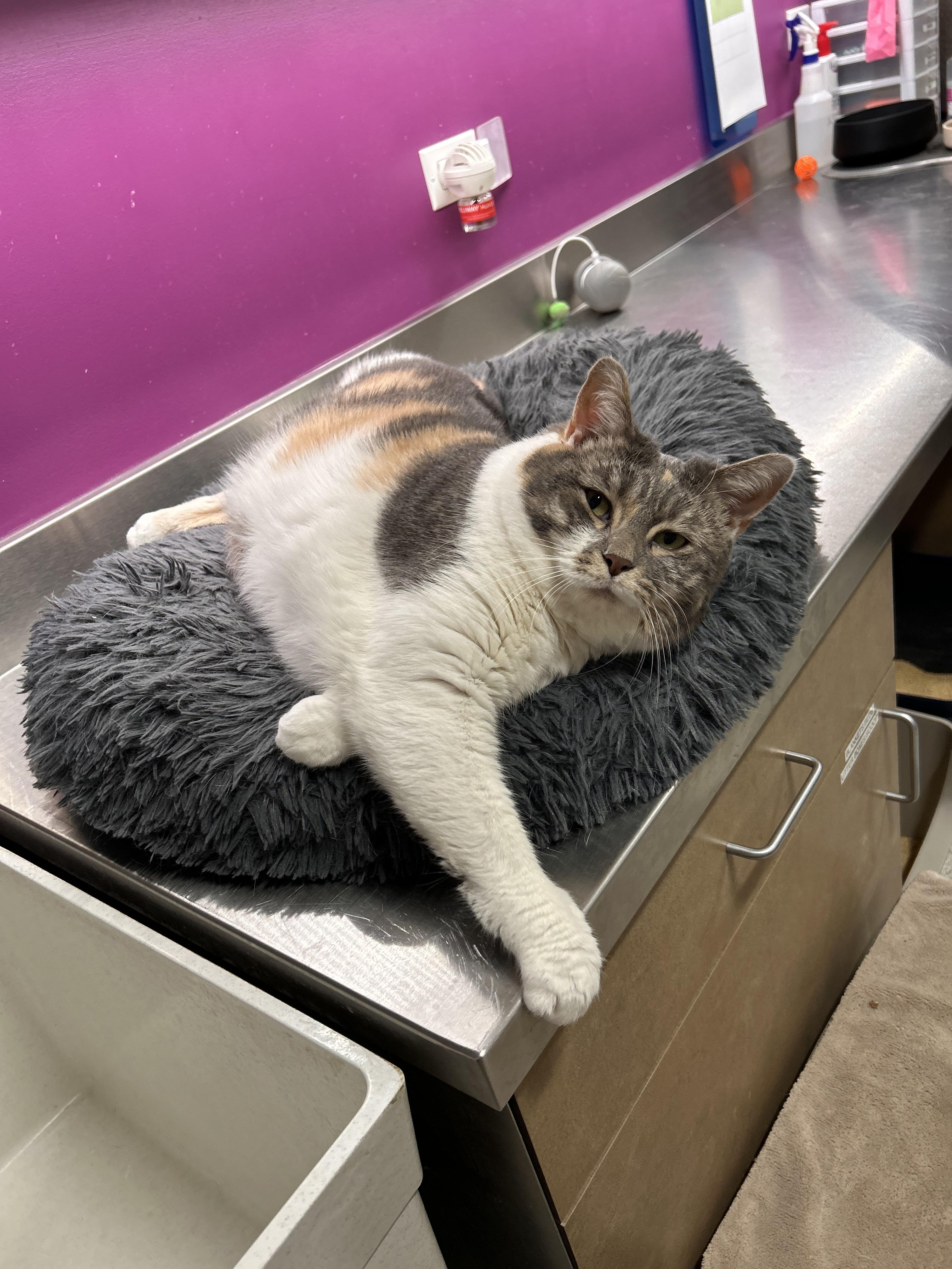 Fawn, ADOPTABLE, Adult Female Dilute Calico.