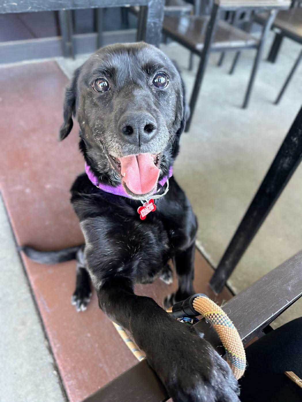 Maya, Adoptable, Young Female Labrador Retriever.