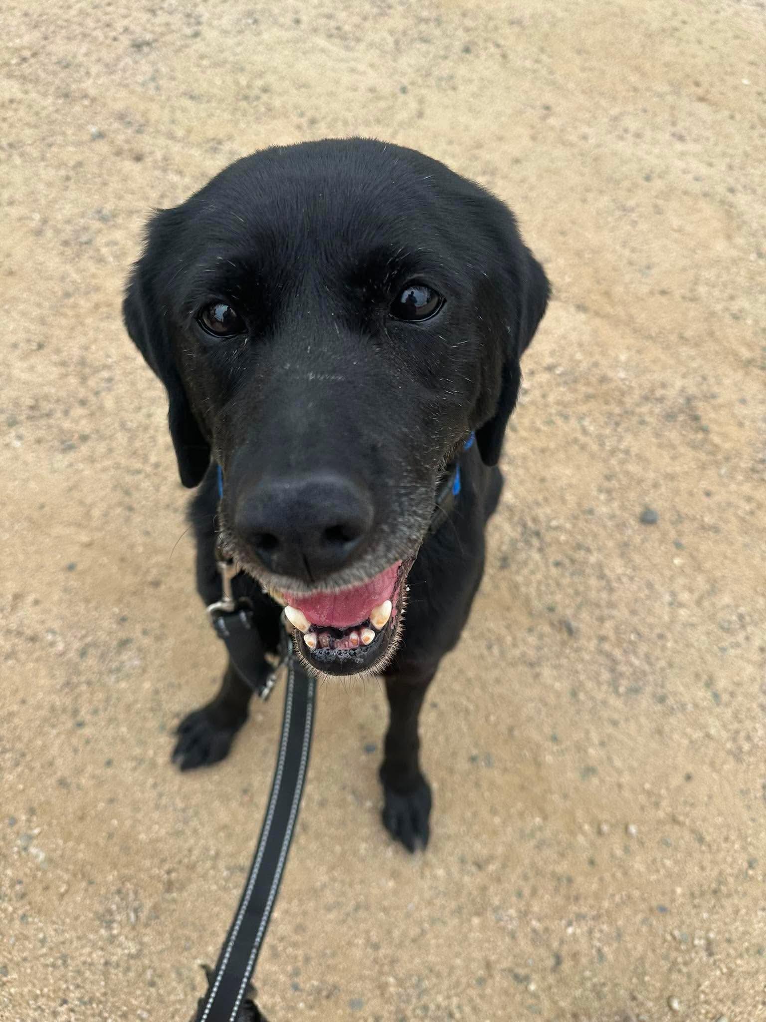 Maya, a Adoptable Labrador Retriever in San Diego, CA image 2/3