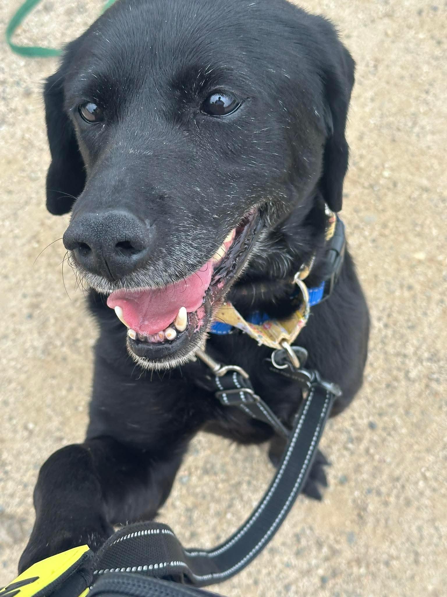 Maya, a Adoptable Labrador Retriever in San Diego, CA image 3/3