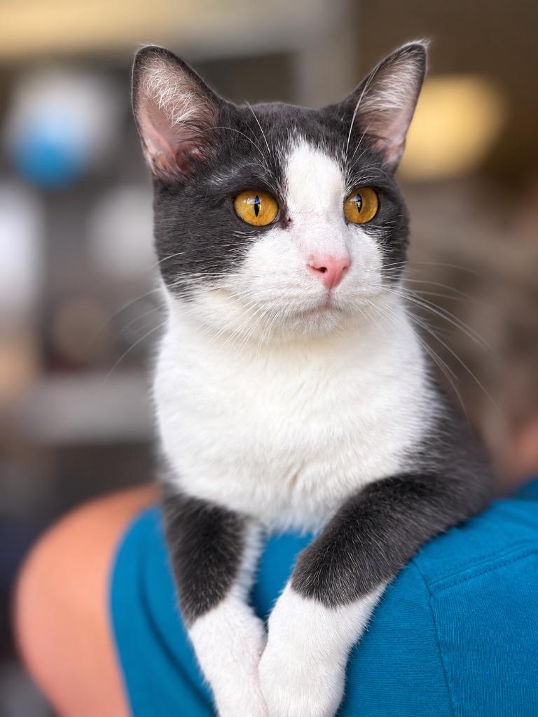 Cloud, Adoptable, Adult Male Domestic Short Hair.