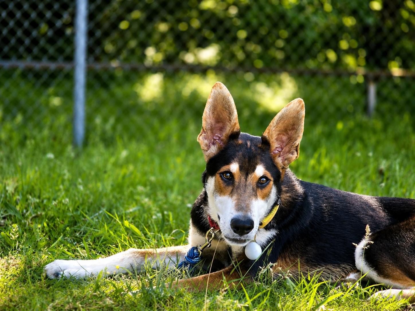 Lobstah Roll, Adoptable, Puppy Male Shepherd & Husky.