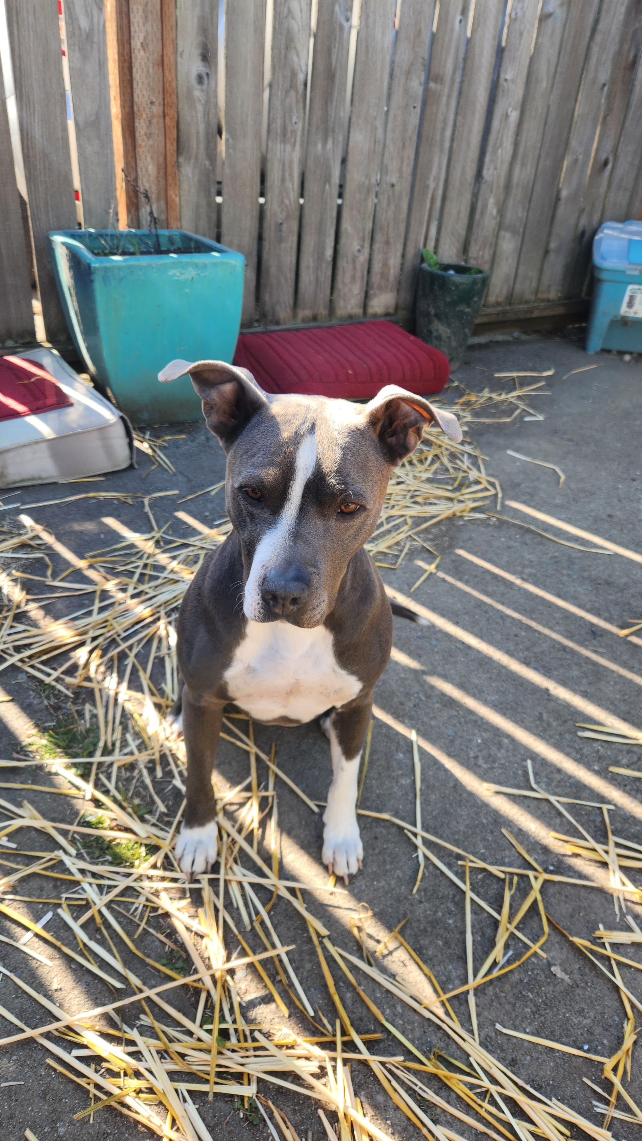 Luna, Adoptable, Adult Female Pit Bull Terrier.