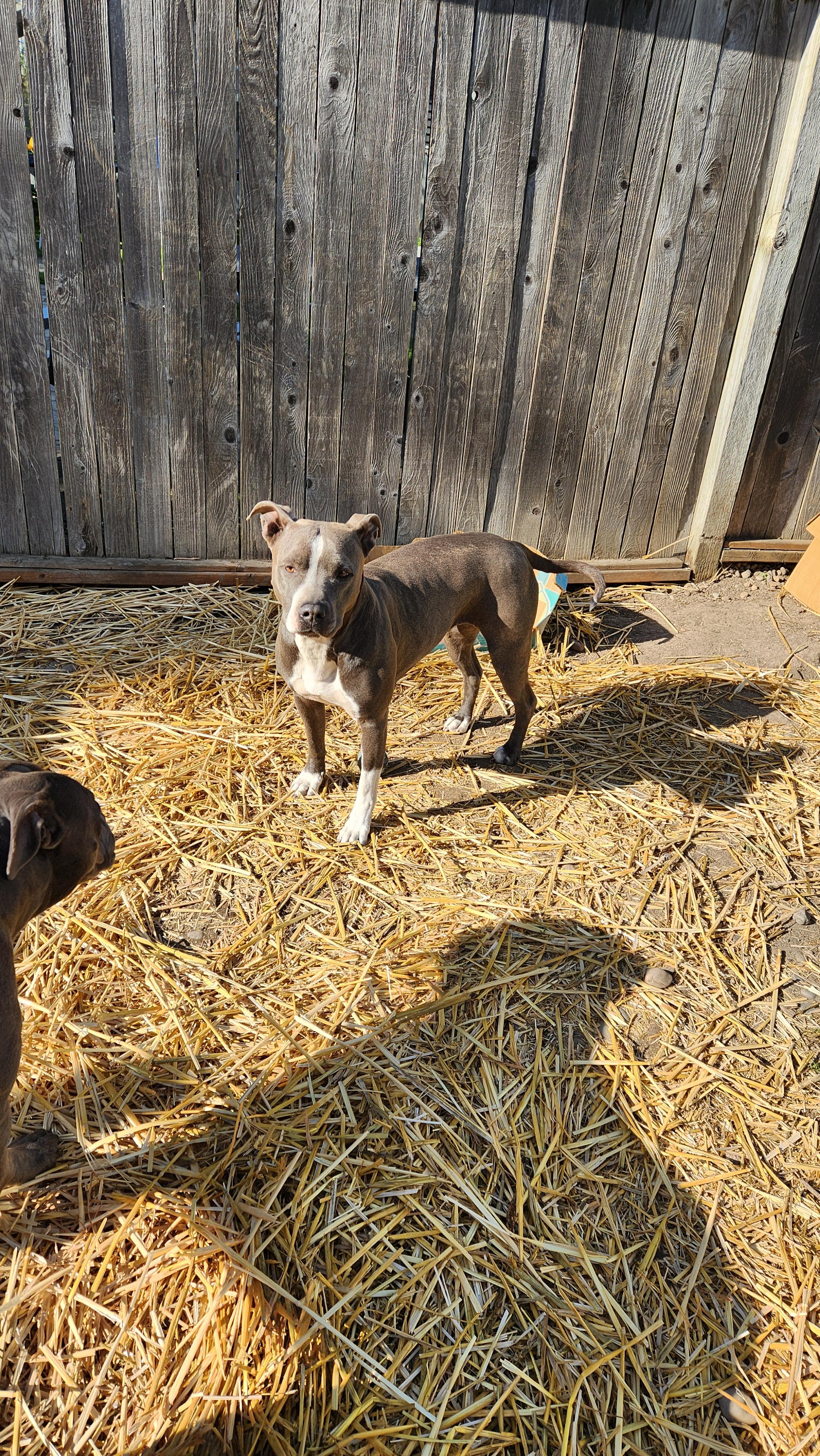 Enlarge Luna, a Adoptable mixed breed in CLINTON, WA image 2/2