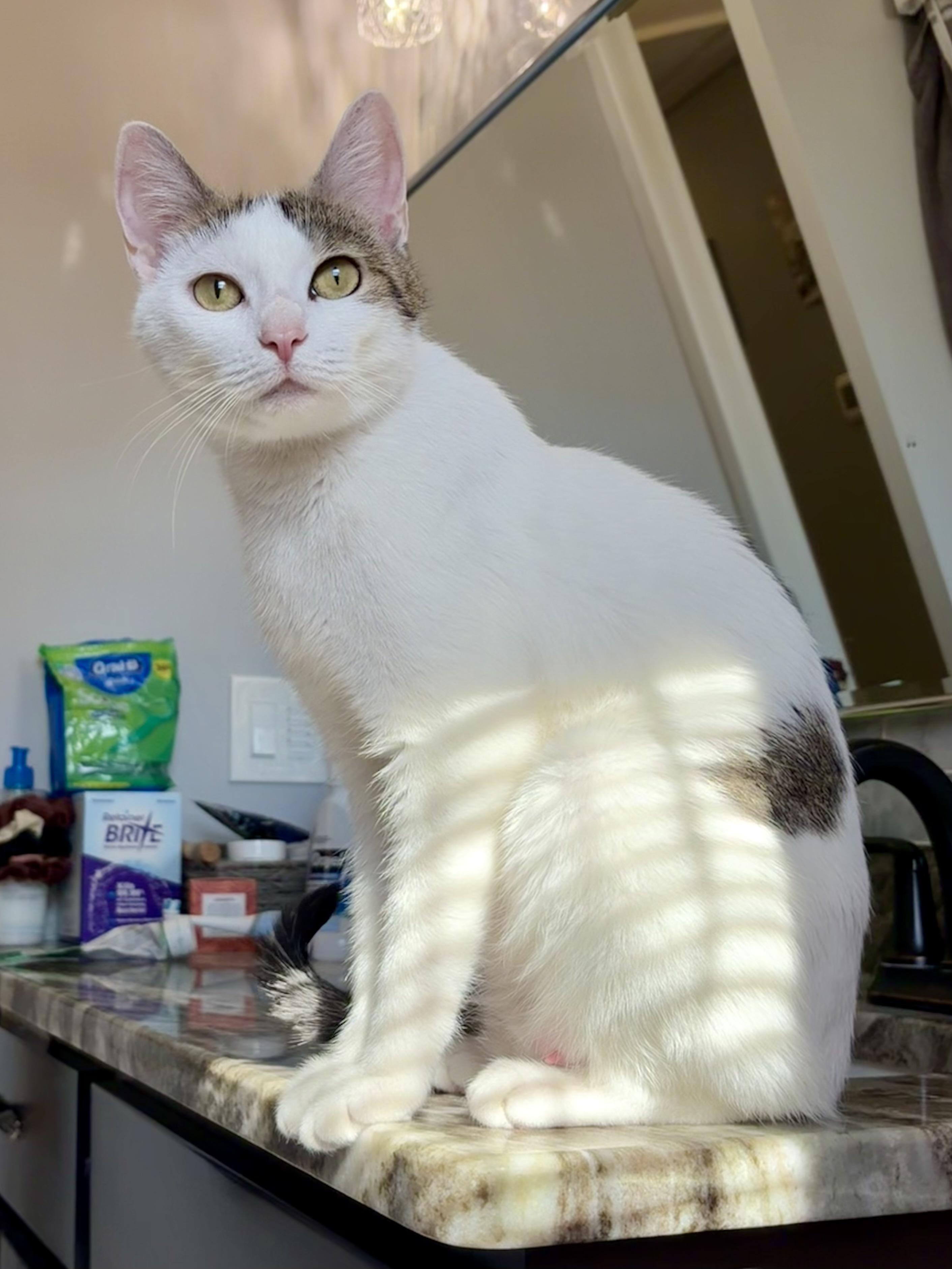 Enlarge Valentina, an adopted Domestic Short Hair in Andover, CT image 1/6