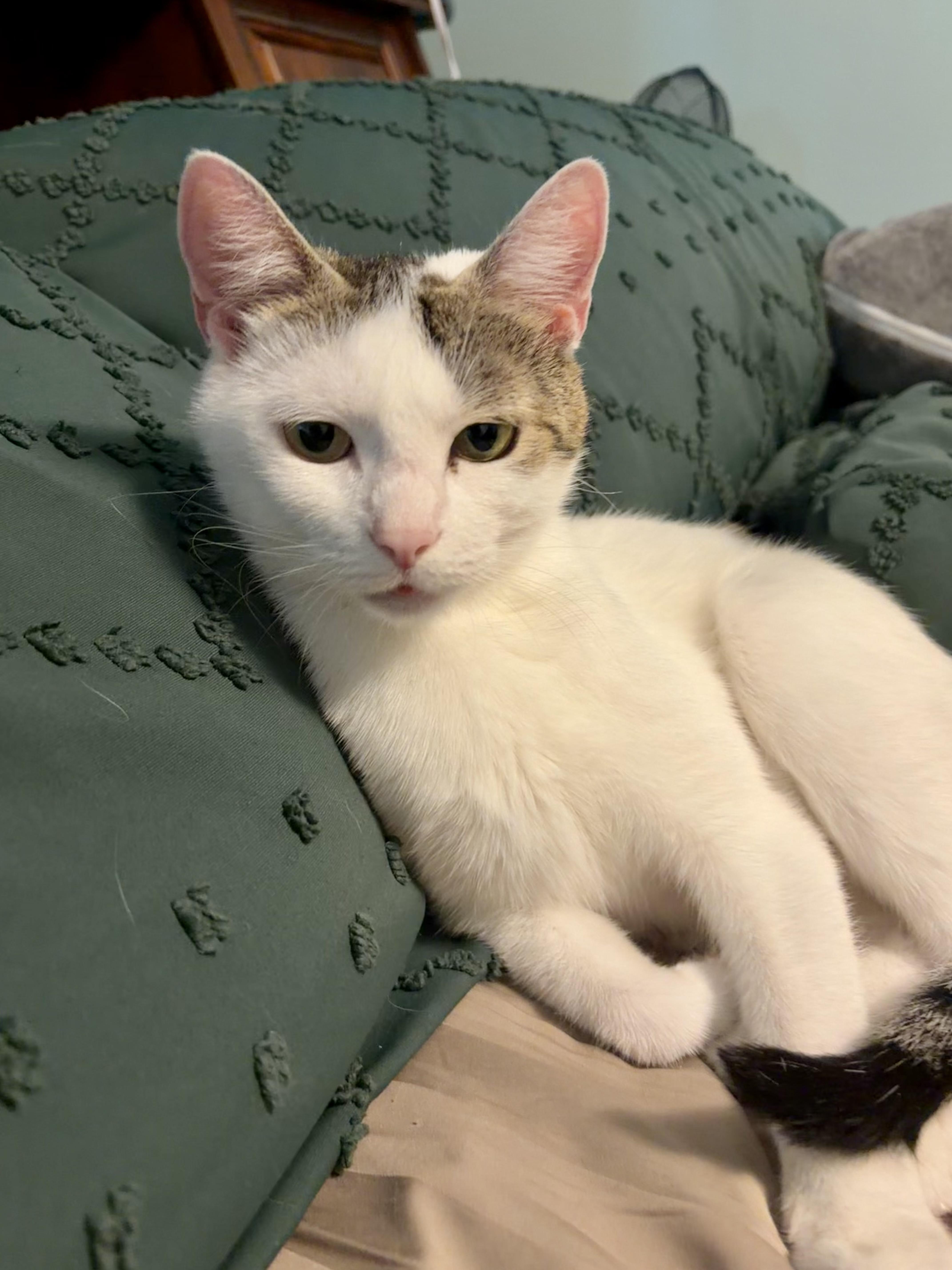 Enlarge Valentina, an adopted Domestic Short Hair in Andover, CT image 4/6