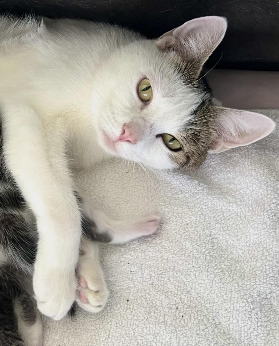 Enlarge Valentina, an adopted Domestic Short Hair in Andover, CT image 3/6