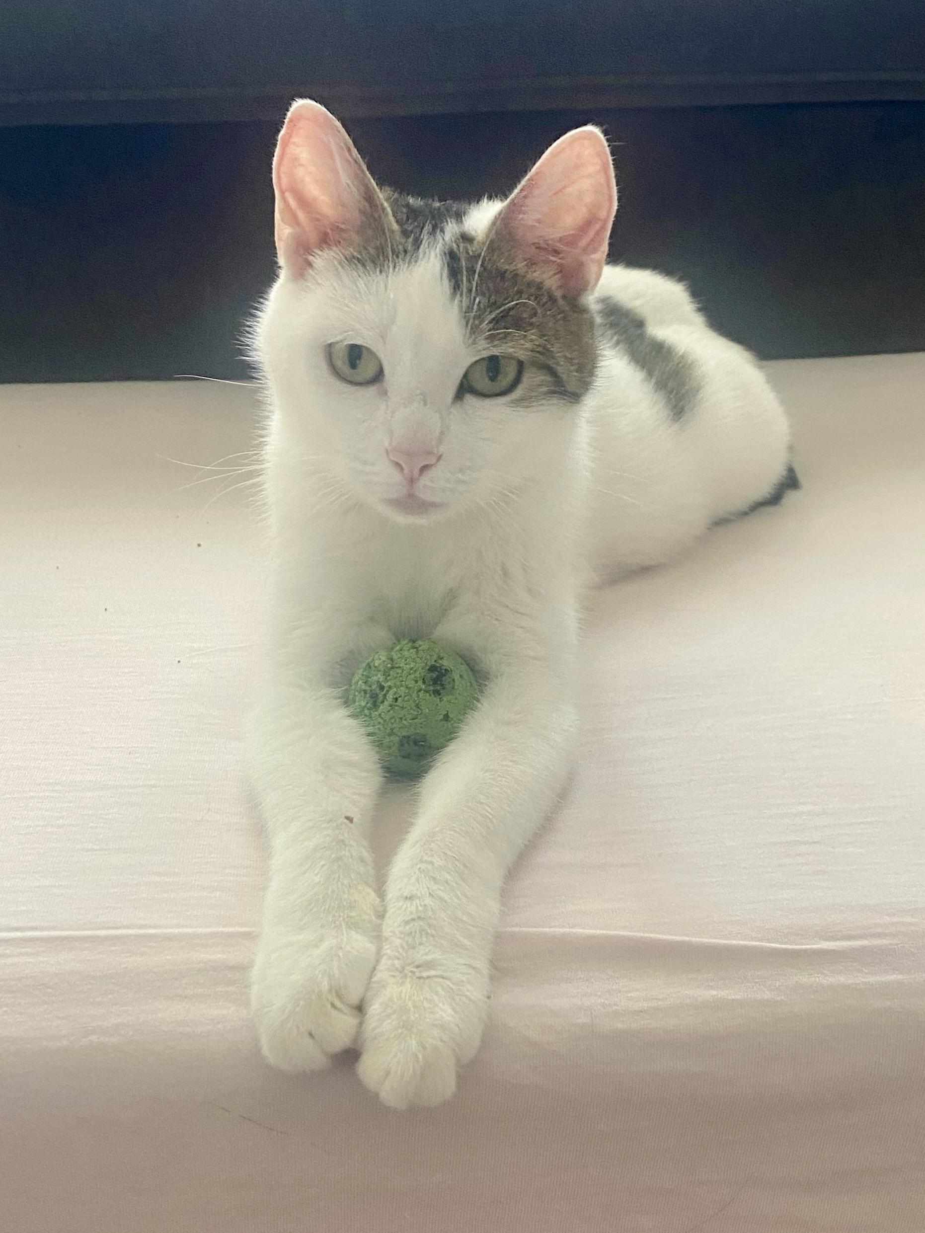 Enlarge Valentina, an adopted Domestic Short Hair in Andover, CT image 2/6