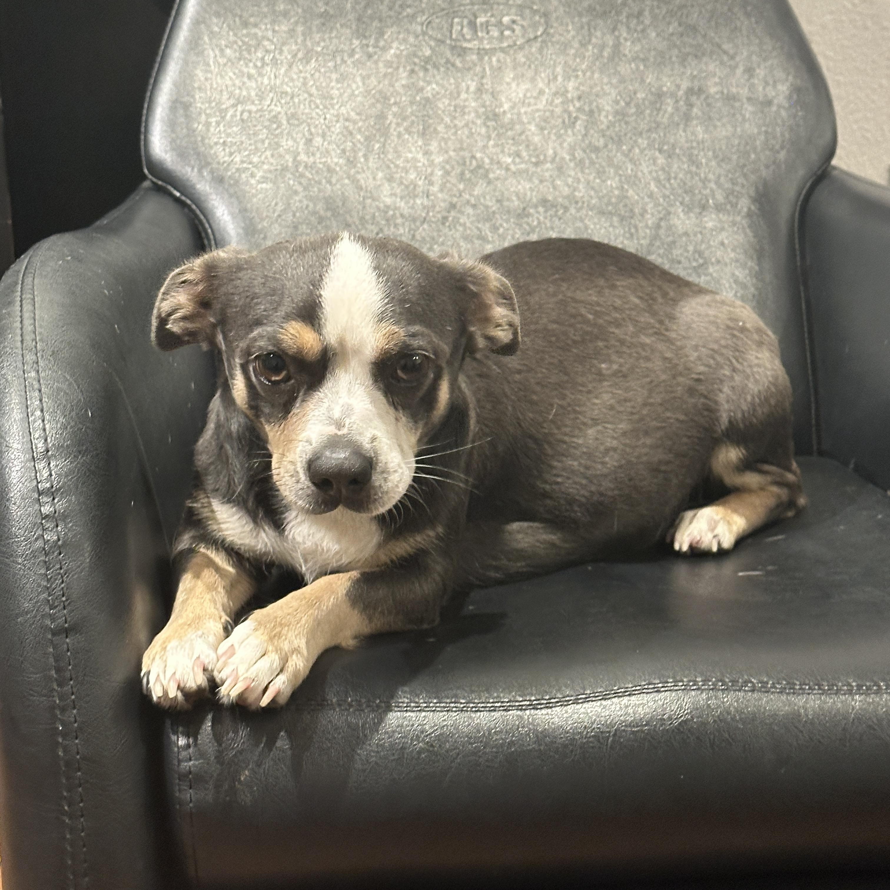 Enlarge Iris, a ADOPTABLE mixed breed in Penryn, CA image 1/2