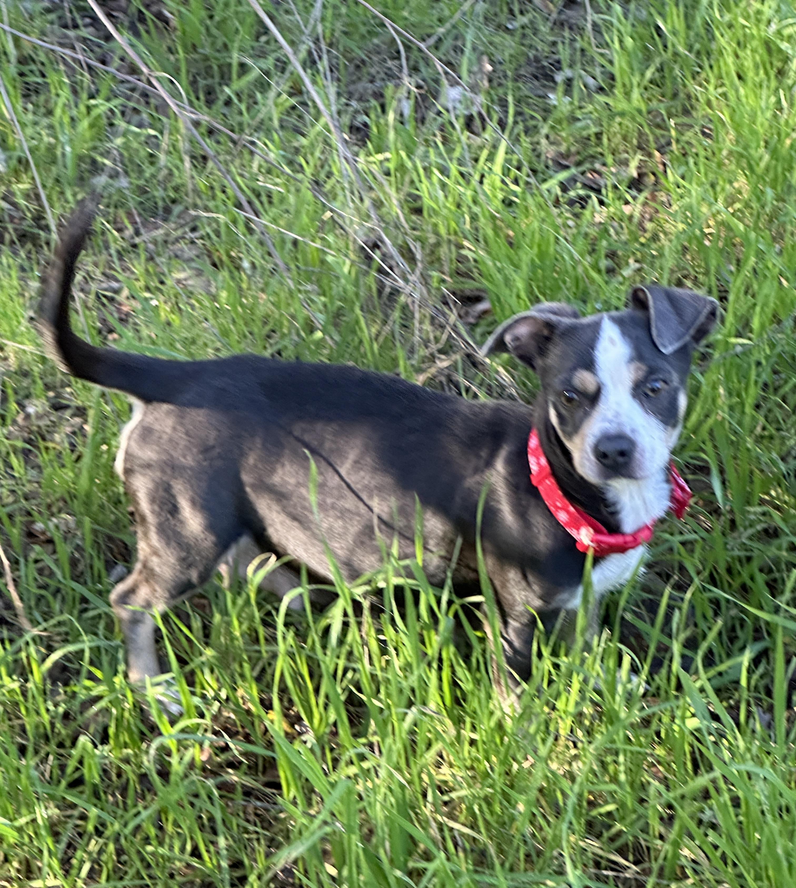 Iris, ADOPTABLE, Adult Female Chihuahua.