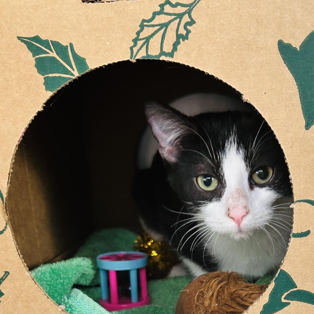 Enlarge Ronalda 2, a Adoptable Domestic Short Hair in Baltimore, MD image 1/1