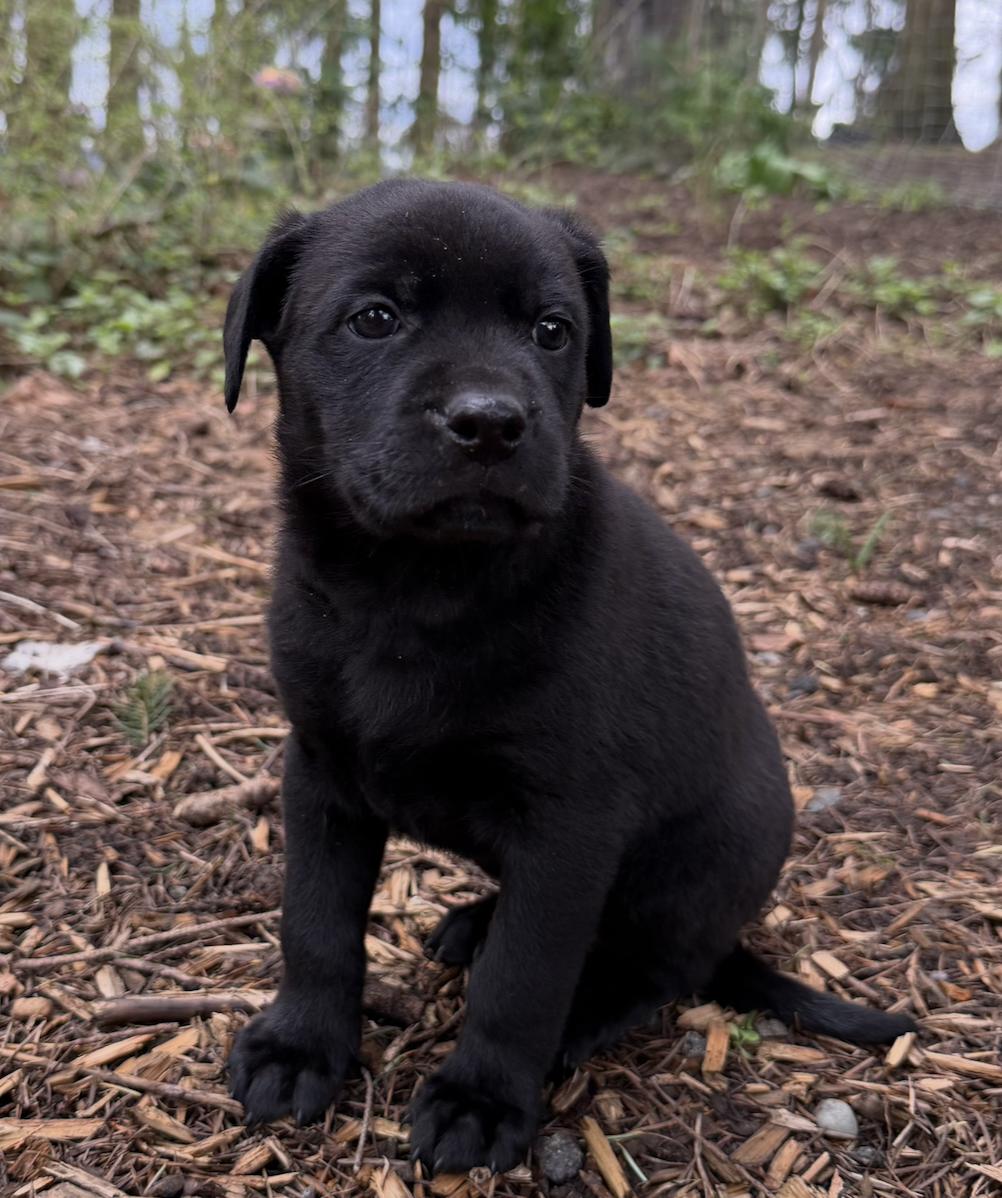 Molly, ADOPTABLE, Puppy Female Black Labrador Retriever.