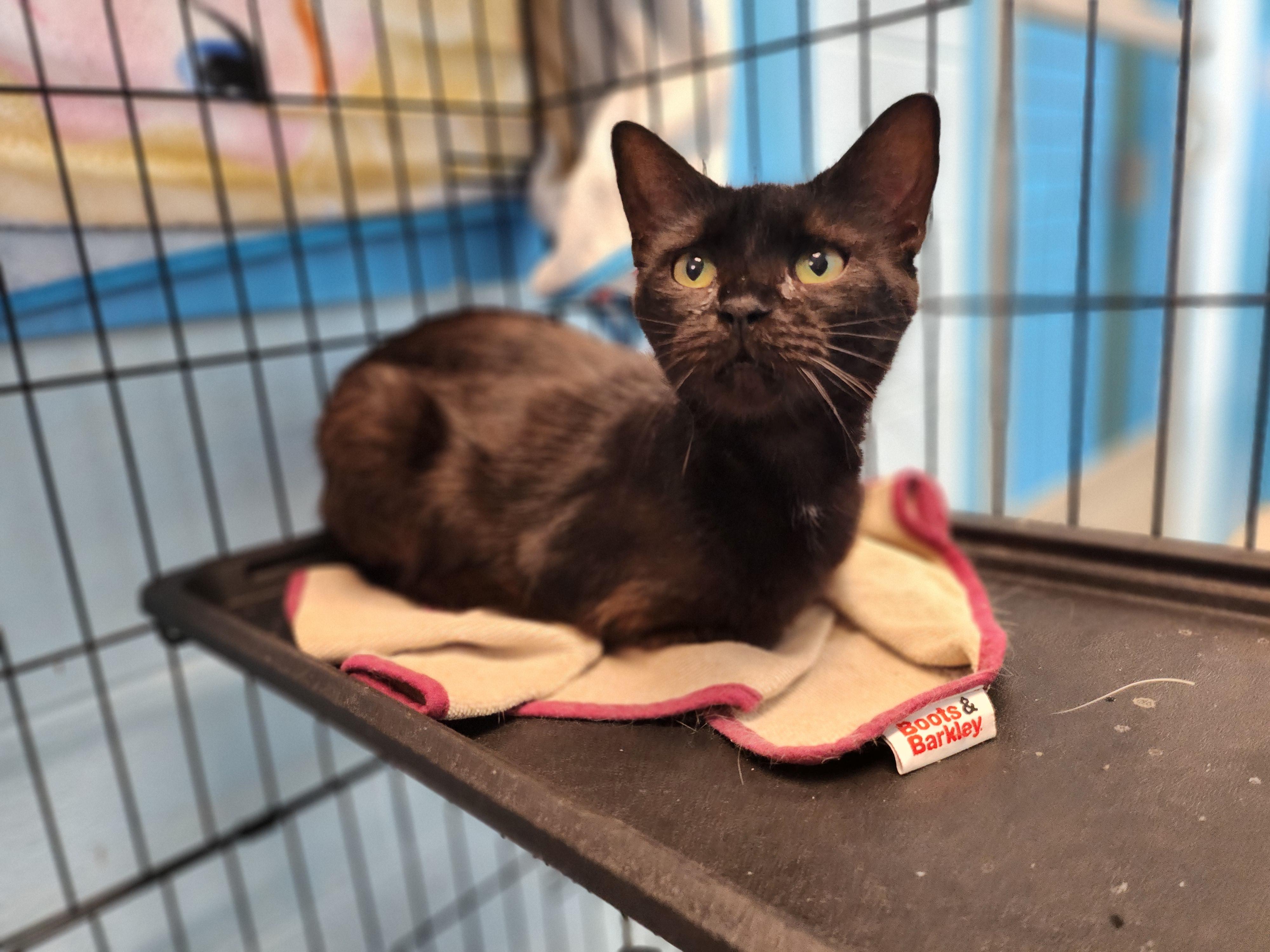 Ceres, ADOPTABLE, Adult Female Domestic Short Hair.