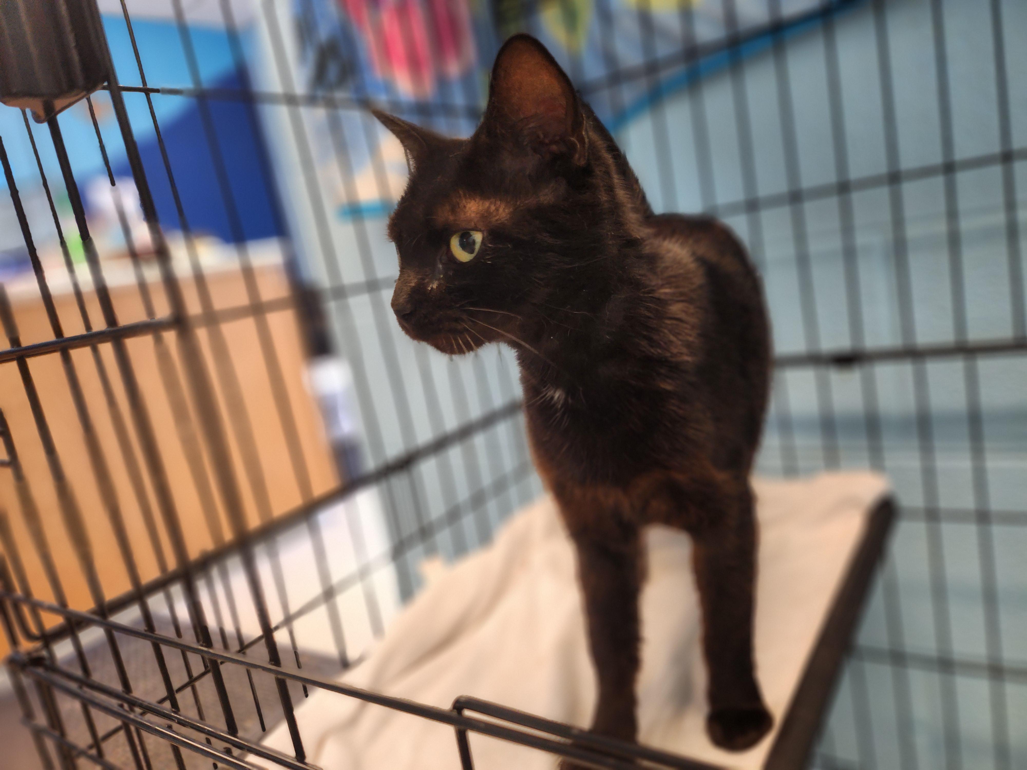 Enlarge Ceres, a ADOPTABLE Domestic Short Hair in Stanley, VA image 2/2