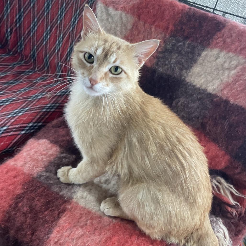 Frampton, Adoptable, Young Male Domestic Short Hair.