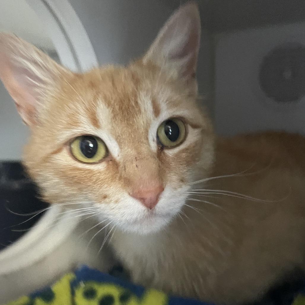 Frampton, a Adoptable Domestic Short Hair in Prescott, AZ image 2/4