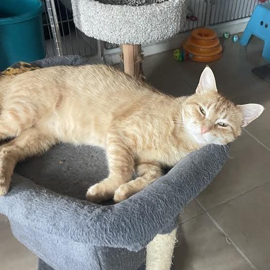 Frampton, a Adoptable Domestic Short Hair in Prescott, AZ image 3/5