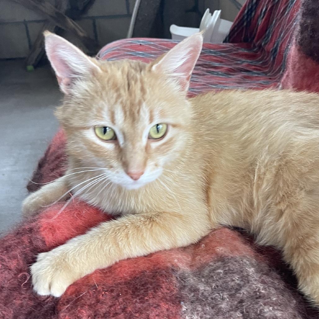 Frampton, a Adoptable Domestic Short Hair in Prescott, AZ image 3/4
