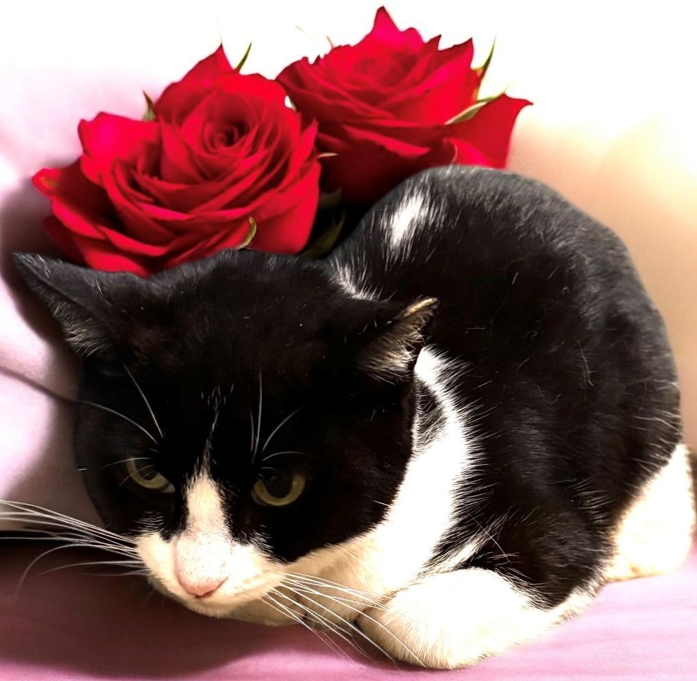 Dylan, Adoptable, Young Female Domestic Medium Hair.