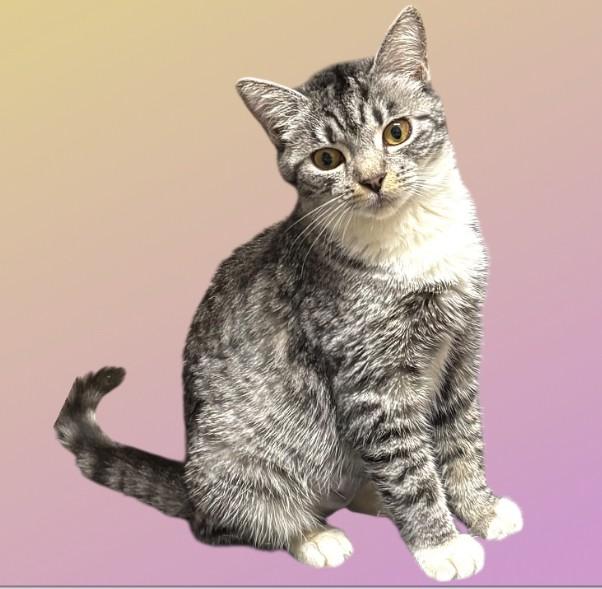 Enlarge BabyGirl, a Adoptable Domestic Short Hair in DELRAY Beach, FL image 1/2