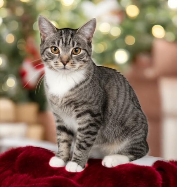 Enlarge BabyGirl, a Adoptable Domestic Short Hair in DELRAY Beach, FL image 2/2