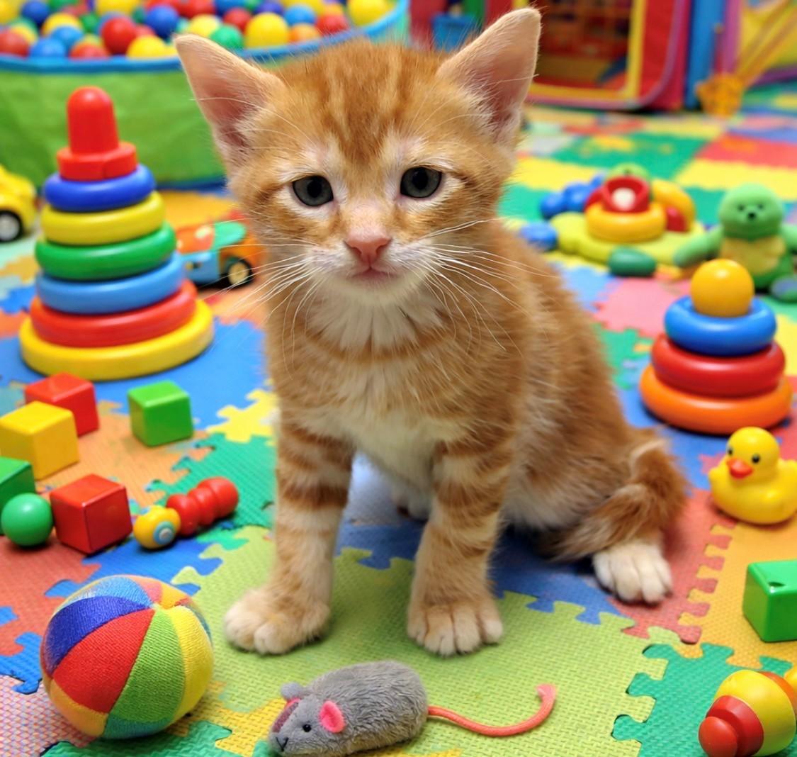 Morris, Adoptable, Kitten Male Domestic Short Hair.