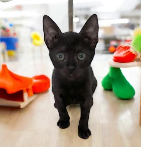 Enlarge Teena, a Adoptable Domestic Short Hair in DELRAY Beach, FL image 1/1